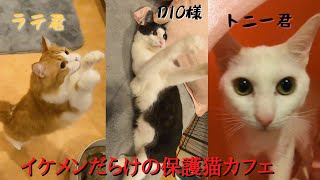 イケメン猫だらけの保護猫カフェイケメンのまとめ動画パート1（猫の恵庭)Cat cafe with lots of handsome cats