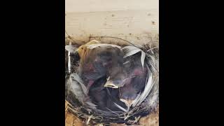 Barn swallows: from eggs to hatchlings.