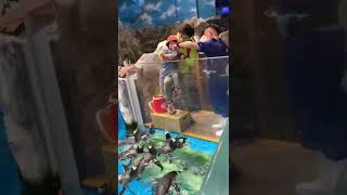 20220501 海洋公園餵企鵝 / Baby Justus feeding penguins at Ocean Park