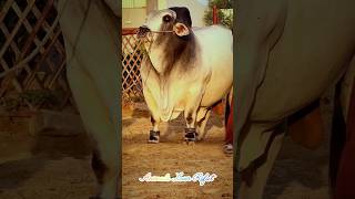 এমন গরু দেখতে কার না ভালো লাগে 🤗🐂🐄#cow #animals #shorts #viralvideo #foryou #2024