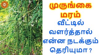 முருங்கை மரம் வீட்டில் வளர்க்கலாமா ? Murungai maram  veetil valarkalama ?