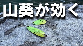 【エリアトラウト】山葵(ワサビ)が効く【うらたんざわ渓流釣場】