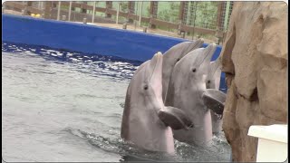 Bottlenose Dolphin Presentation - Mississippi Aquarium - March 23, 2021