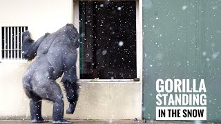 Gorilla Peeking in the indoor On a Snowy Day | The Shabani’s Group