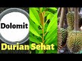 Peran besar pupuk dolomit dalam menyehatkan dan menyuburkan durian #dirumhsaja