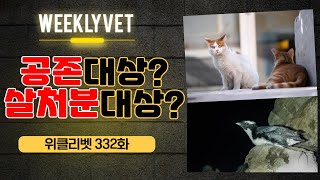 [위클리벳 332회] 뿔쇠오리 VS 길고양이..마라도에서 무슨 일이?