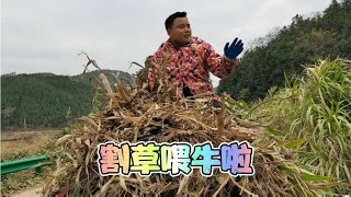 时隔数月又开始割草喂牛啦，身体四肢都僵硬了赶紧活动活动！