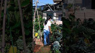 Natural life and beautiful life (P682) #countryside #garden #villagelife #rurallife #nature #shorts