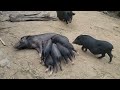 garden care raising black pigs and wild chickens