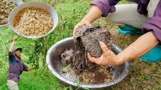 Khám phá Nghệ Thuật Lấy Trứng Kiến và Món Ăn Độc Đáo | Hướng Dẫn và Chế Biến