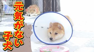 大好きな兄柴犬の元気がないと、自身の元気もなくなってしまう子犬・・・