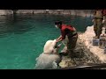 ベルーガ　柔らかいおでこ、体です　【名古屋港水族館】beluga port of nagoya public aquarium