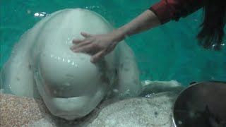 ベルーガ　柔らかいおでこ、体です　【名古屋港水族館】Beluga Port of Nagoya Public Aquarium