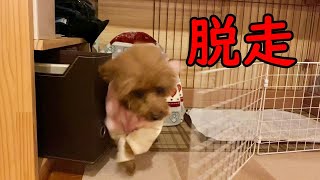 【悲報】犬が脱走するようになってしまいました