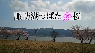 諏訪湖周り（一部）の春🌸 （BGMあり） / 下諏訪町　岡谷市　諏訪市　長野県