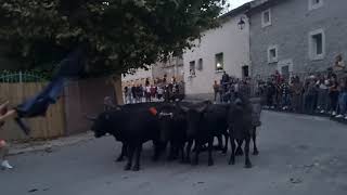 BOULBON  Encierro Manade des Alpilles  16 Septembre 2021