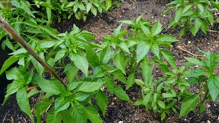 อัปเดทผลผลิตหลังบ้าน ปลูกพริกกินเองในต่างแดน Hot Thai peppers homegrown