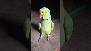 मम्मी एक गिलास पानी दे दो #parrot #funny #funnyanimal #funny #funnyparrot #funnyvideo #funnyshorts..