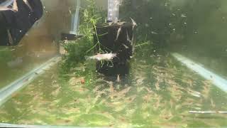 4 month update - Amano shrimp breeding