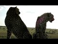 Cheetah Jumping up onto our Land Rover