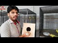 indian ringneck breeding box cage size pairing and breeding tips udru hindi