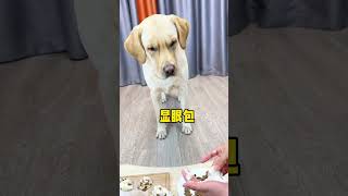 【旺仔很忙🐶】狗子居然也逃不过真香定律