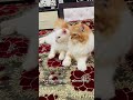 billu is extremely talented😂🤣 catcomedy catvideo viralcat cat