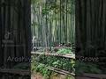 #travel #bamboo #forest #japan #facts