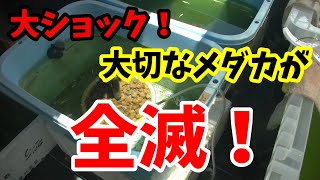 とにかく暑いと思ってメダカを見たら大事なマリアージュキッシングワイドフィン第二容器が全滅！水温か？その他の水質悪化？わからない！ショックです！