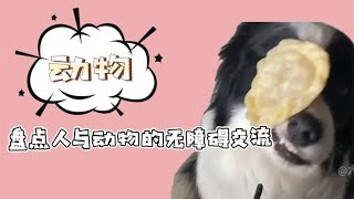 盘点人与动物的无障碍交流，真的是万物皆有灵，请爱护它们