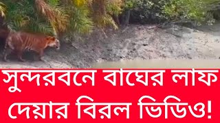 সুন্দরবনে বাঘের লাফ দেয়ার বিরল ভিডিও!