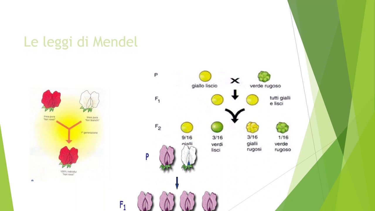 LA GENETICA MENDELIANA - YouTube