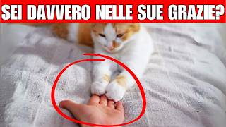 10 segni che sei DAVVERO nelle grazie del tuo gatto (è RARO!)