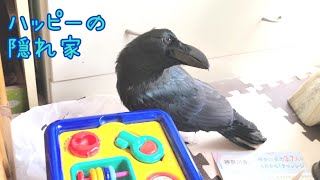 人に隠れて遊びたいカラスのハッピー 【日常】