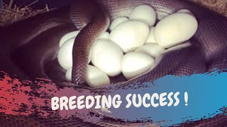 BREEDING SUCCESS - CrittaCam