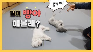 강아지 '빵야' 알려줄게 l 스테이영 애견훈련학교 8화 '빵'