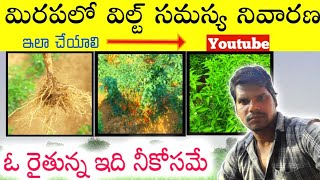 Wilt Disease Control in Mirchi Crop | How to Control Wilt in Chilli Farming Telugu | Mirchi Farming