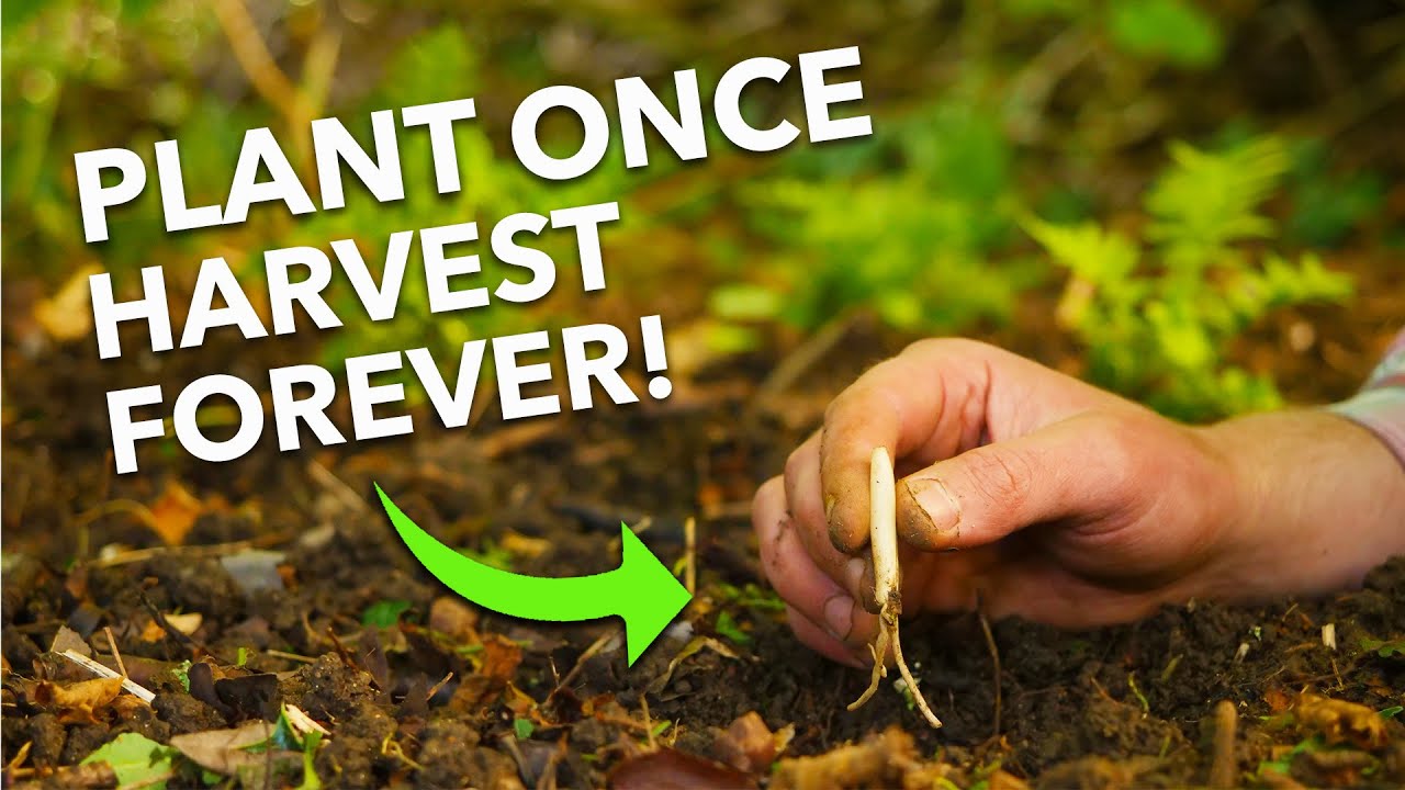7 Easy Perennial Vegetables To Grow: Harvest Year After Year... 👩🌾 🧑🌾