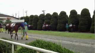 ダンツシンガー(7月12日姫路競馬場第１レースパドックその1)