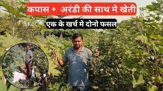 Cotton + Castor farming | kapas ke sath Arandi ki kheti | #farming #cotton #castor