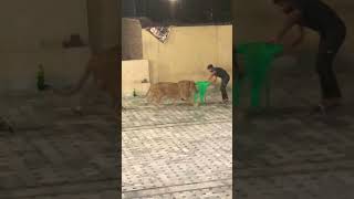 Lion Attack 😱 Part 3 #lion #ytshorts #dubailife #animal