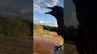 Farmer Regrets Teaching Crow