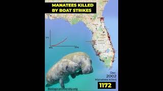 Florida Manatee Mortalities