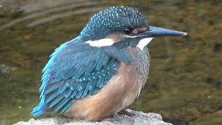 カワセミの雛を近距離で撮影したかわいい様子です！