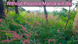 Without Province Manila will die