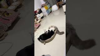 家里的一黑一白又打起来了布偶猫 玄猫 黑猫 养猫的乐趣 萌宠猫咪