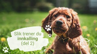 Slik trener du innkalling med hunden (del 2)