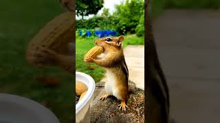 Animals eating food 🐭🐰🐹🐗🐾 #shortvideo #animals #viralvideo