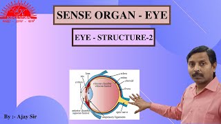 Sense organ - EYE - 2 | CLASS 10 | BIOLOGY | Structure of Eye ball