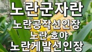 귀한 노란군자란 구경오세요. 노란공작선인장.노란호야 . 노란게발선인장 노랑꽃 구경하세요.